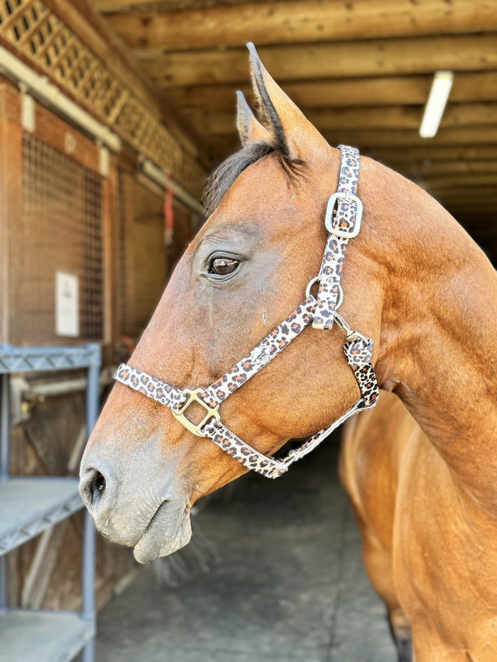Made to Order Nylon Halter – 3‑Ply Custom Nylon Halter with Throat Clip