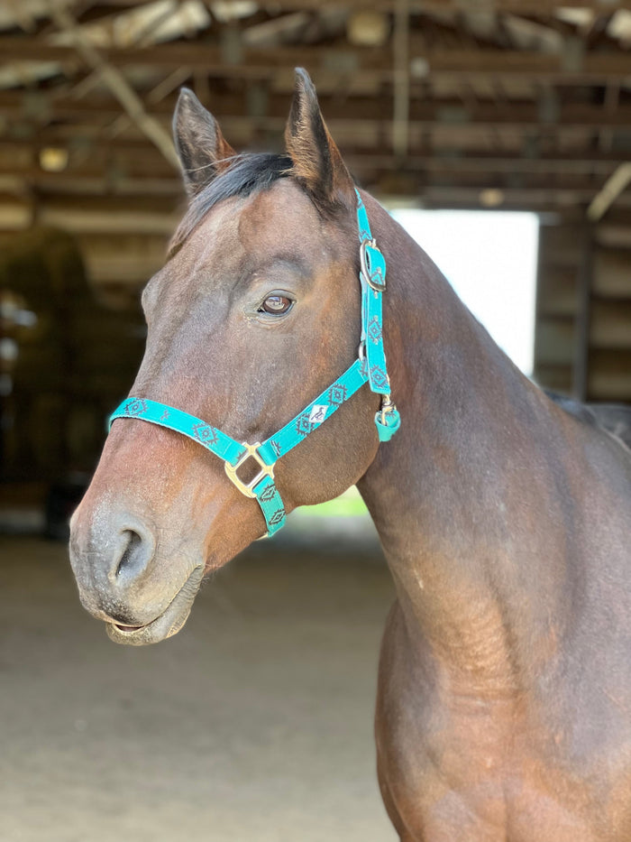 Made to Order Nylon Halter – 3‑Ply Custom Nylon Halter with Throat Clip